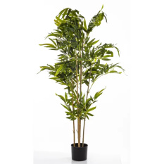 Elegancki Bambus | Rośliny Doniczkowe