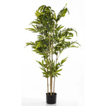 Elegancki Bambus | Rośliny Doniczkowe