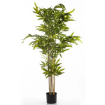 Elegancki Bambus | Rośliny Doniczkowe