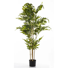 Elegancki Bambus | Rośliny Doniczkowe