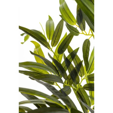 Elegancki Bambus | Rośliny Doniczkowe