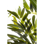 Elegancki Bambus | Rośliny Doniczkowe