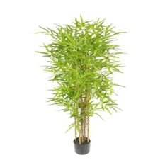 Stylowy Bambus | Rośliny Doniczkowe