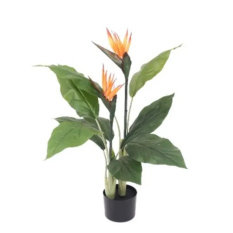 Elegancka Strelicja | Rośliny Doniczkowe