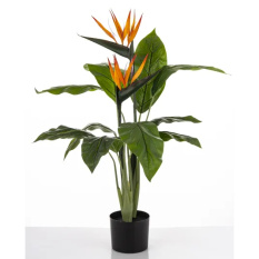 Elegancka Strelicja | Rośliny Doniczkowe