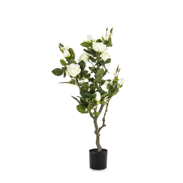 Elegancka Roślina Dekoracyjna Róża | Rośliny Doniczkowe