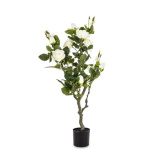 Elegancka Roślina Dekoracyjna Róża | Rośliny Doniczkowe