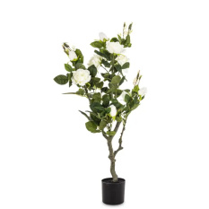 Elegancka Roślina Dekoracyjna Róża | Rośliny Doniczkowe