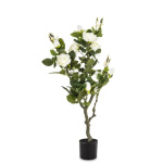 Elegancka Roślina Dekoracyjna Róża | Rośliny Doniczkowe