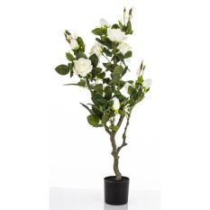 Elegancka Roślina Dekoracyjna Róża | Rośliny Doniczkowe