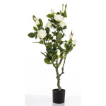 Elegancka Roślina Dekoracyjna Róża | Rośliny Doniczkowe