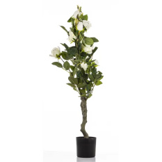 Elegancka Roślina Dekoracyjna Róża | Rośliny Doniczkowe