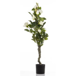 Elegancka Roślina Dekoracyjna Róża | Rośliny Doniczkowe