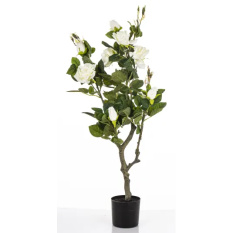 Elegancka Roślina Dekoracyjna Róża | Rośliny Doniczkowe