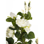 Elegancka Roślina Dekoracyjna Róża | Rośliny Doniczkowe