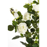 Elegancka Roślina Dekoracyjna Róża | Rośliny Doniczkowe