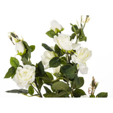 Elegancka Roślina Dekoracyjna Róża | Rośliny Doniczkowe