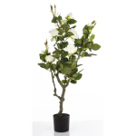 Elegancka Roślina Dekoracyjna Róża | Rośliny Doniczkowe