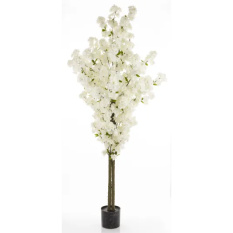 Eleganckie Drzewko Dekoracyjne | Rośliny Doniczkowe