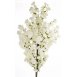 Eleganckie Drzewko Dekoracyjne | Rośliny Doniczkowe