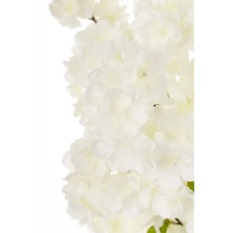 Eleganckie Drzewko Dekoracyjne | Rośliny Doniczkowe