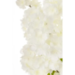 Eleganckie Drzewko Dekoracyjne | Rośliny Doniczkowe