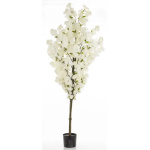 Eleganckie Drzewko Dekoracyjne | Rośliny Doniczkowe