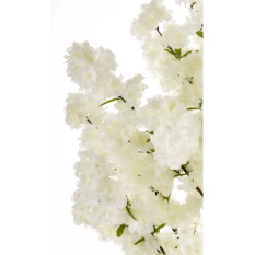 Eleganckie Drzewko Dekoracyjne | Rośliny Doniczkowe