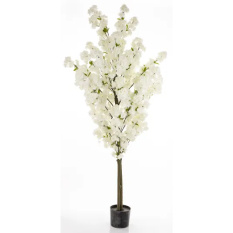 Eleganckie Drzewko Dekoracyjne | Rośliny Doniczkowe