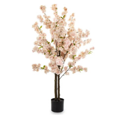 Eleganckie Drzewko Dekoracyjne | Rośliny Doniczkowe