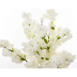 Eleganckie Drzewko Dekoracyjne | Rośliny Doniczkowe