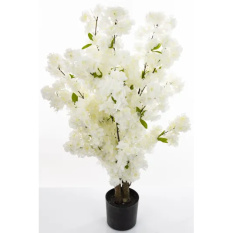 Eleganckie Drzewko Dekoracyjne | Rośliny Doniczkowe