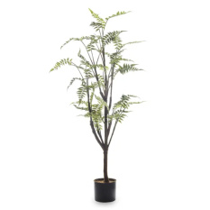 Elegancka Roślina Dekoracyjna-Prom | Trawy