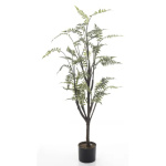 Elegancka Roślina Dekoracyjna-Prom | Trawy