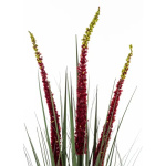 Elegancka Roślina Dekoracyjna | Trawy