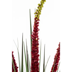 Elegancka Roślina Dekoracyjna | Trawy