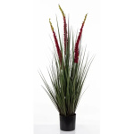 Elegancka Roślina Dekoracyjna | Trawy