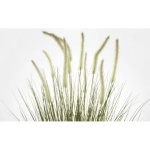 Stylowa Roślina Dekoracyjna-Prom | Trawy