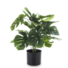 Elegancka Roślina Dekoracyjna-Prom | Trawy