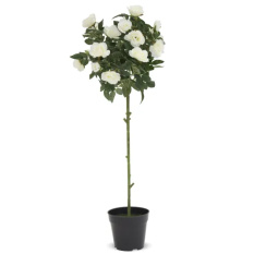 Elegancka Roślina Dekoracyjna-Prom | Trawy