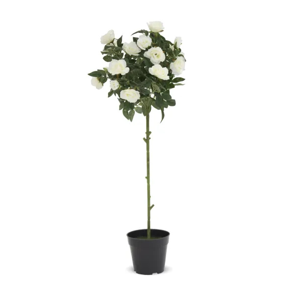 Elegancka Roślina Dekoracyjna-Prom | Trawy