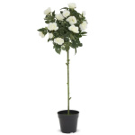 Elegancka Roślina Dekoracyjna-Prom | Trawy