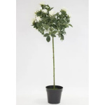 Elegancka Roślina Dekoracyjna-Prom | Trawy