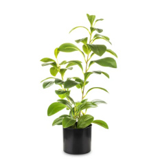 Elegancka Roślina Dekoracyjna-Prom | Trawy