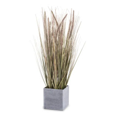 Elegancka Roślina Dekoracyjna-Prom | Trawy