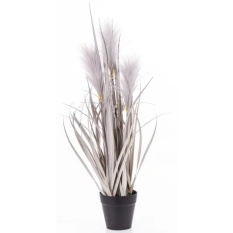 Elegancka Roślina Dekoracyjna | Trawy