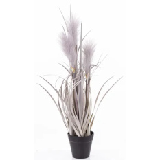 Elegancka Roślina Dekoracyjna | Trawy