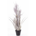 Elegancka Roślina Dekoracyjna | Trawy