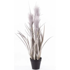 Elegancka Roślina Dekoracyjna | Trawy