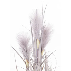Elegancka Roślina Dekoracyjna | Trawy